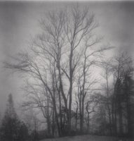 Tall Trees in Fog, Yunnan, China, 2013 3