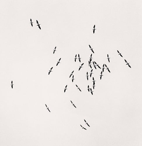 Michael Kenna Black and White Photograph - Thirty Six Birds, Isle of Skye, Scotland, 2005