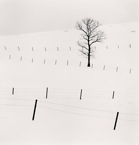 Michael Kenna Black and White Photograph - Tree and Twenty Eight Posts, Teshikaga, Hokkaido, Japan, 2013