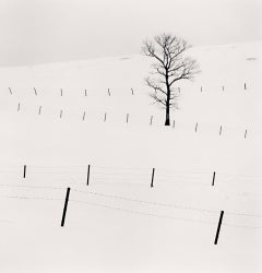Tree and Twenty Eight Posts, Teshikaga, Hokkaido, Japan, 2013