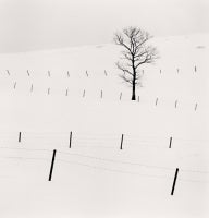 Tree and Twenty Eight Posts, Teshikaga, Hokkaido, Japan, 2013 7