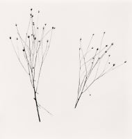Two Winter Stalks, Biei, Hokkaido, Japan, 2013 4
