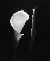 Calla Lilies II, Pebble Beach, CA. 1994 2