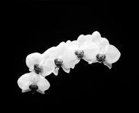 Five Orchids, Carmel, CA 3