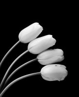 Four French Tulips, Carmel, CA 4