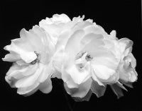 Four Roses, Carmel, CA 5