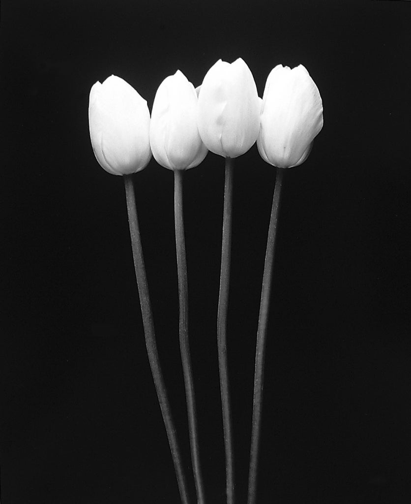 Rod Dresser Still-Life Photograph - Four Tall French Tulips, Carmel, CA