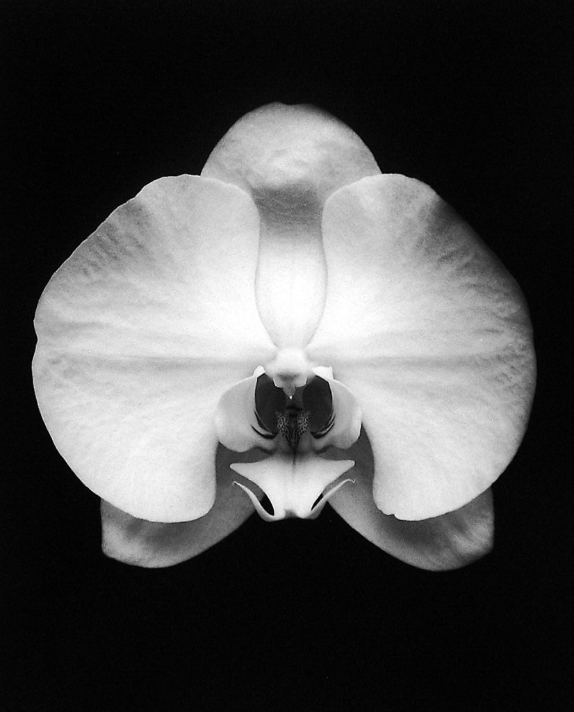 Rod Dresser Black and White Photograph - Orchid, Carmel, CA