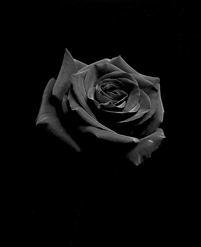 Rod Dresser Still-Life Photograph - Red Rose, Carmel, California