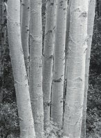Aspens at Dusk, Book and Print Set 8