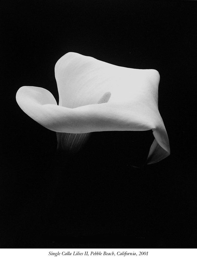 Rod Dresser Black and White Photograph - Single Calla Lily, Study II