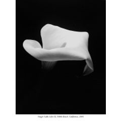 Single Calla Lily, Study II 6