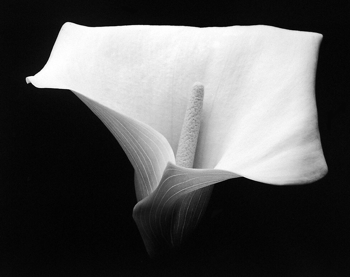 Rod Dresser Still-Life Photograph - Single Calla Lily, Study IV