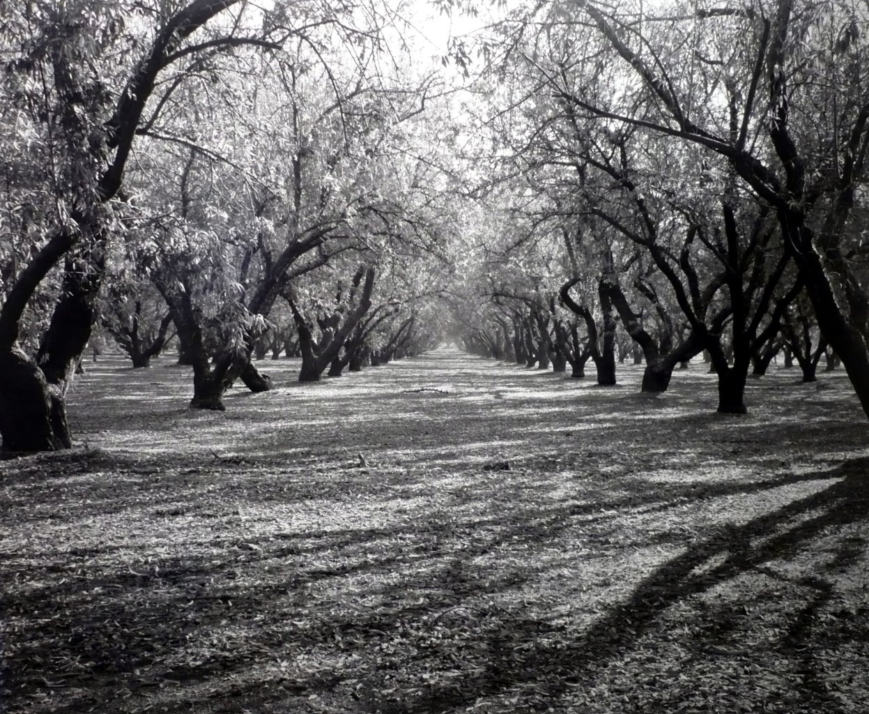 Landscape Photograph de Rod Dresser - Almendro