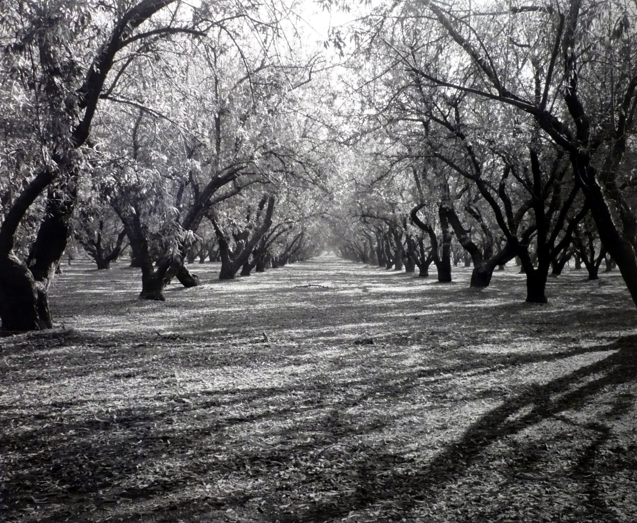 Rod Dresser Landscape Photograph - Almond Grove