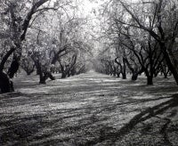 Almond Grove 1