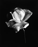 White Rose 11