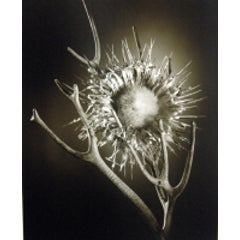 Thistle 5