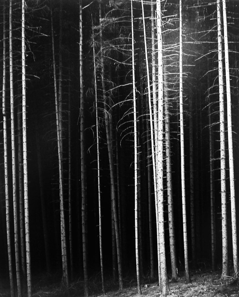 Brett Weston Black and White Photograph - Untitled, Trees