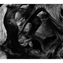 Bristle Cone Pine, 1976 10
