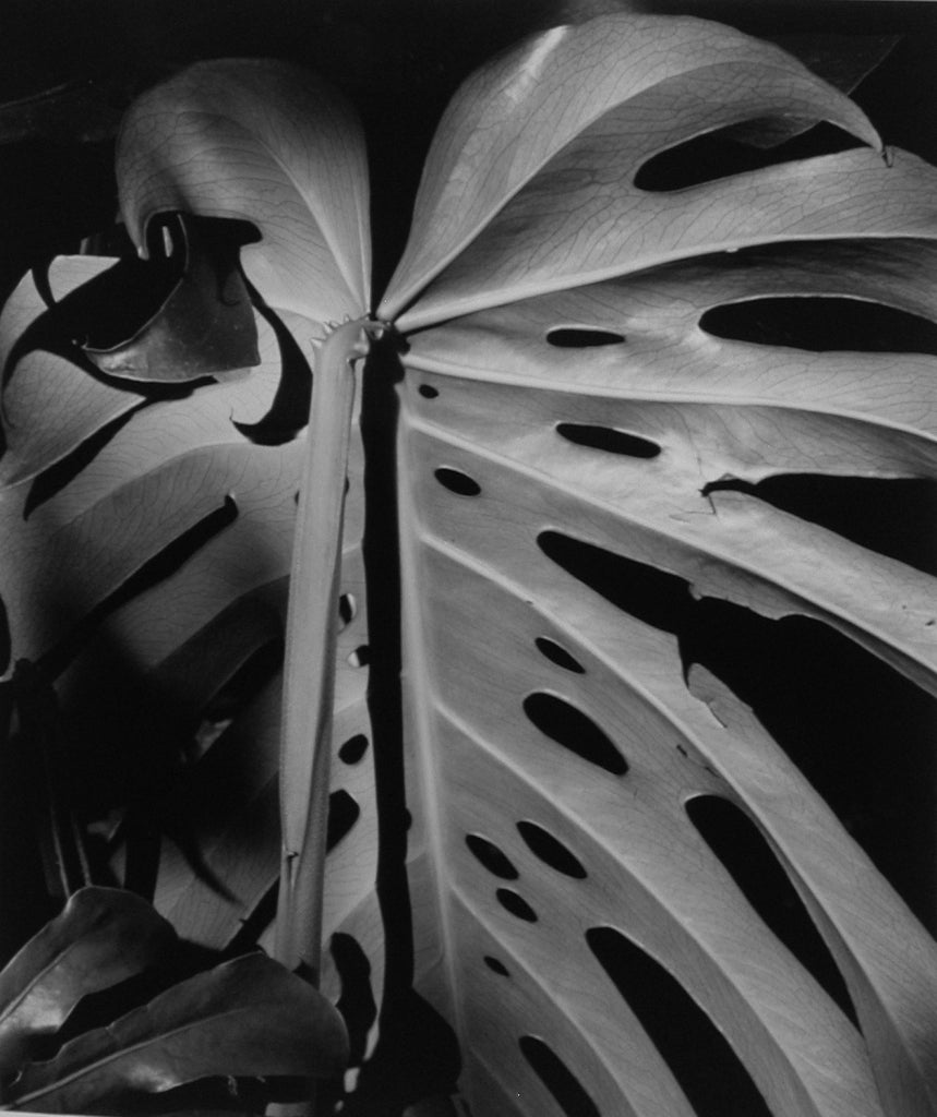 Brett Weston Black and White Photograph – Blattsilber, Hawaii