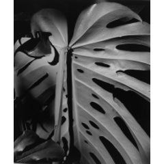 Leaf, Hawaii 10