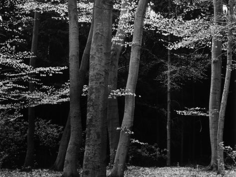 Brett Weston Black and White Photograph - Beech Forest, Netherlands