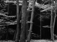 Vintage Beech Forest, Netherlands