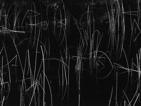 Brett Weston Abstract Photograph - Untitled, Abstraction of Reeds in Water