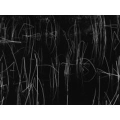 Untitled, Abstraction of Reeds in Water 10