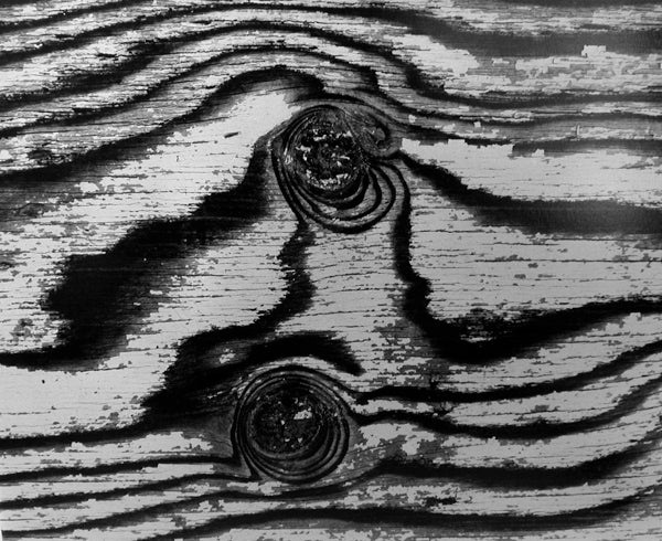 Brett Weston Abstract Photograph - Abstract Birch Bark