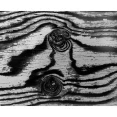 Abstract Birch Bark 6