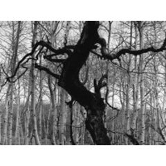 Aspens, 1972 1