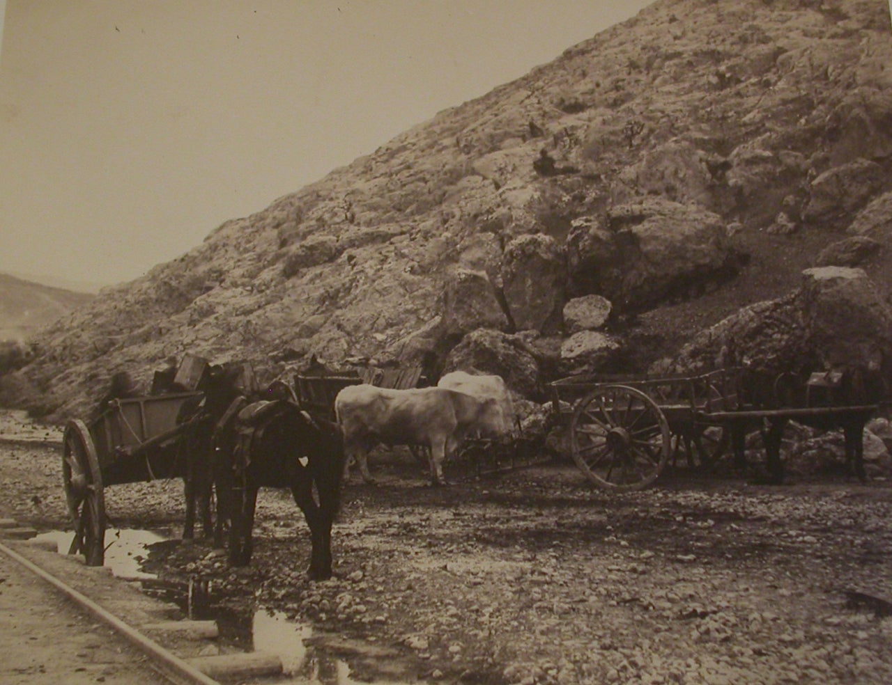 Roger Fenton Black and White Photograph - Cattle and Carts, Leaving Balaklava