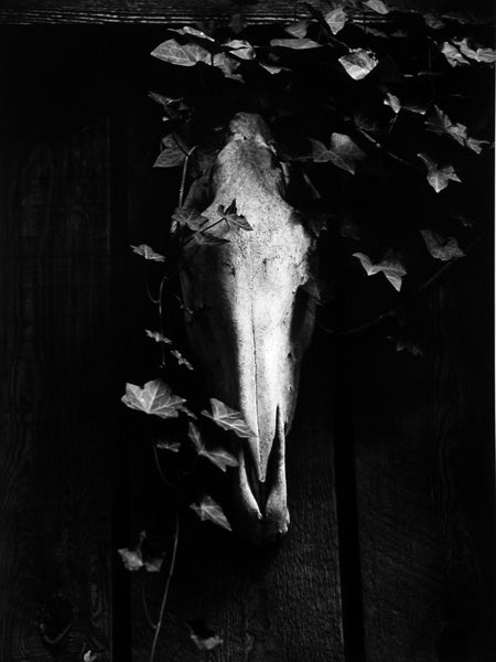 Morley Baer Still-Life Photograph - Horse Head Skull