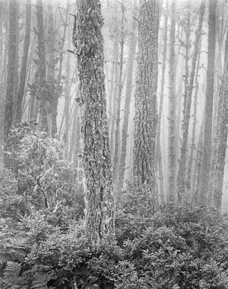 Wynn Bullock Black and White Photograph - Del Monte Forest 1956