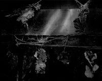 Leaves and Cobwebs, 1969 1