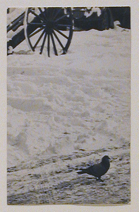Andre Kertesz Still-Life Photograph - Pigeon in Snow