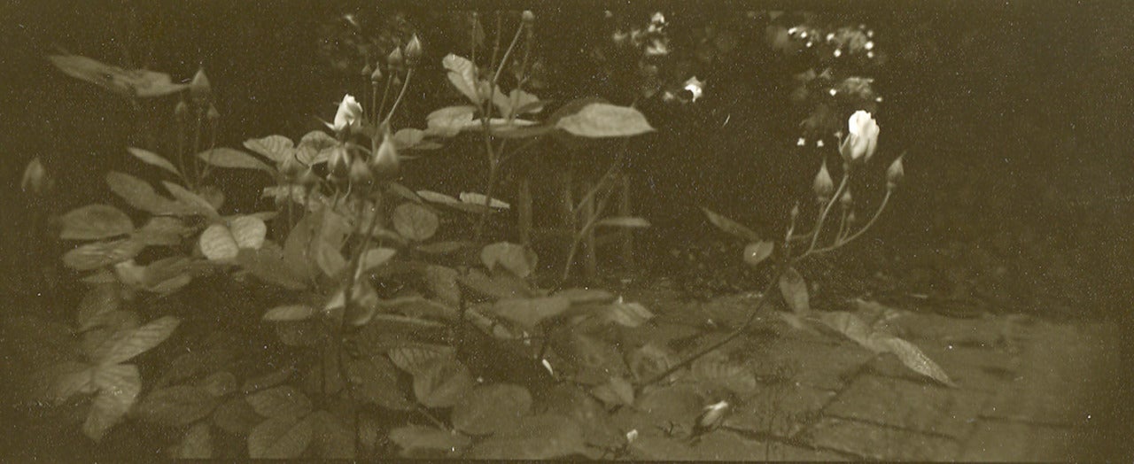 Josef Sudek Still-Life Photograph - Untitled, Garden Study with Rosebuds