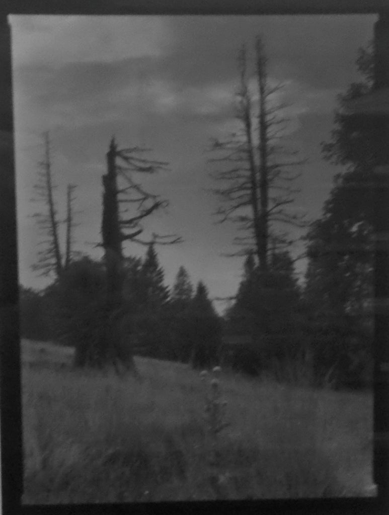 Josef Sudek Landscape Photograph - Broken Limbs and Flowers