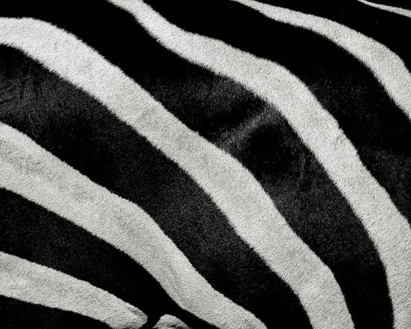 Paul Coghlin Abstract Photograph - Crossing Zebra