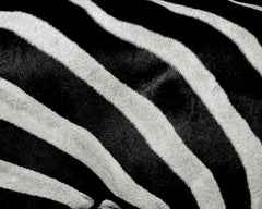 Kreuzung aus Zebra