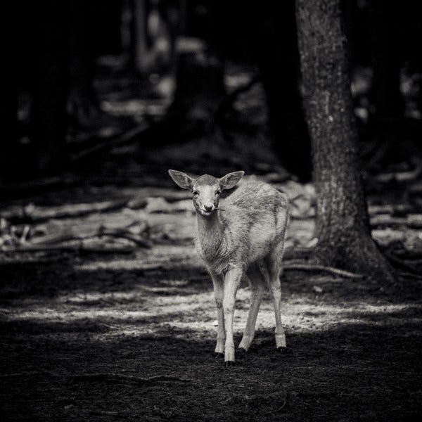 Paul Coghlin Black and White Photograph - Forest Fawn
