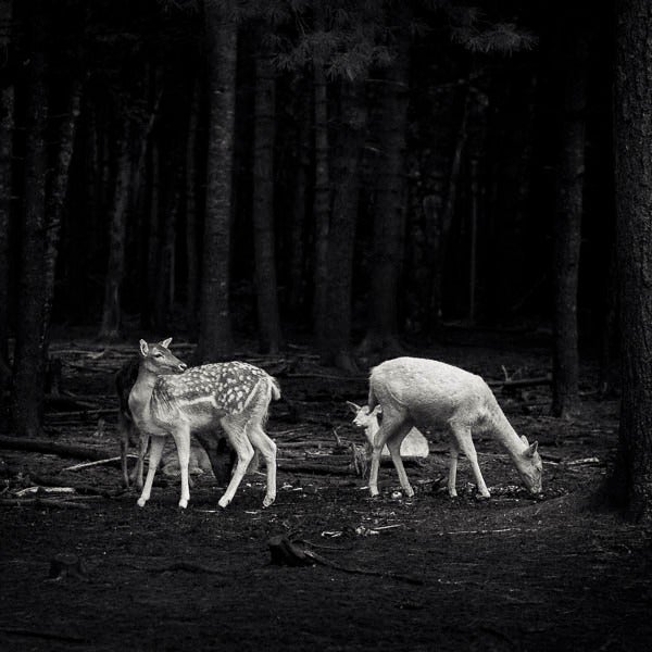 Paul Coghlin Black and White Photograph - In a Forest Glade