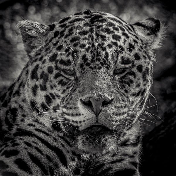 Paul Coghlin Black and White Photograph - Leopard's Gaze