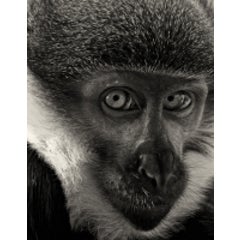 Glance 12