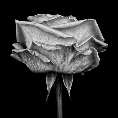 Paul Coghlin Black and White Photograph - Pink Rose, Study III
