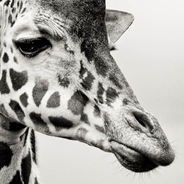 Paul Coghlin Portrait Photograph - Giraffe