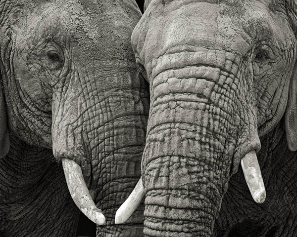 Paul Coghlin Black and White Photograph - Two Elephants