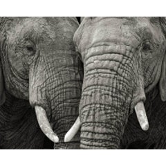 Two Elephants 9